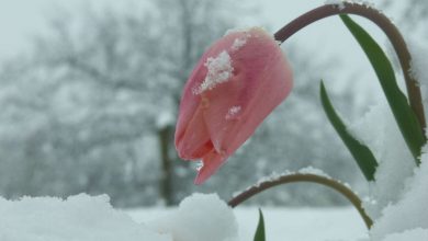 تصویر از روزی که حالم خوب نبود….