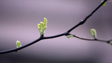 تصویر از نکاتی جالب از گفتگوی دکتر برویر و فریدریش نیچه